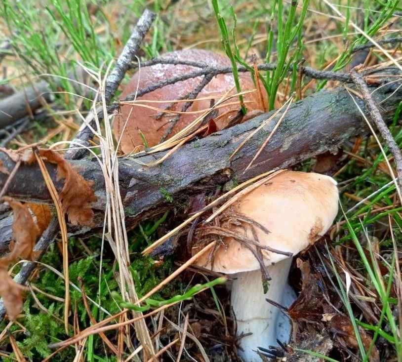 Посмотрите, какая красотень! - Белорусы показали, где после заморозков грибы растут даже под носом