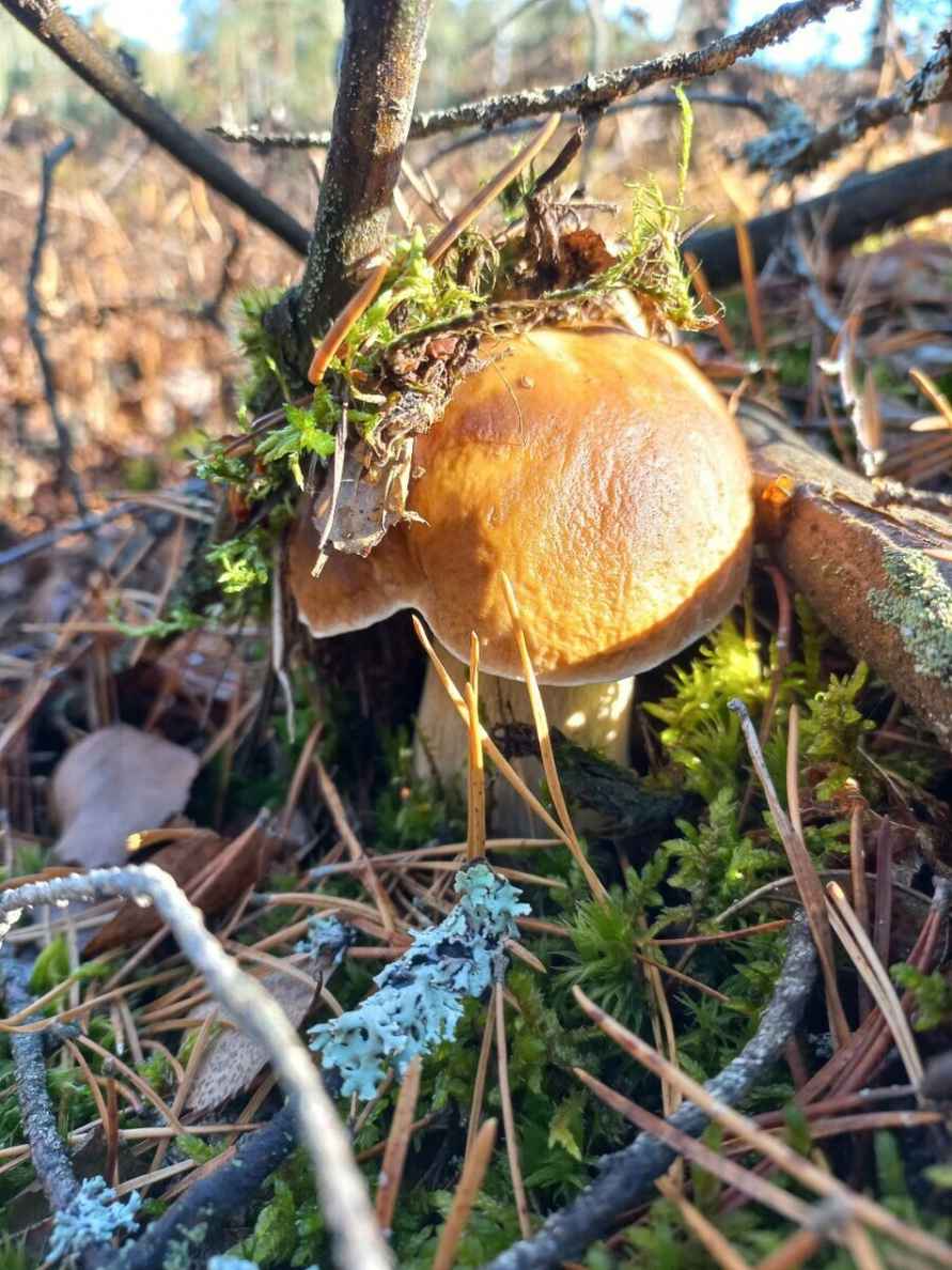 Прогноз оправдался - Белорусы похвастались урожаем грибов, которые собрали после выходных. Где белые начали удивлять?