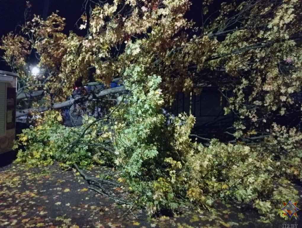 На Брестчине сильный ветер повалил деревья на жилую двухэтажку и повредил крыши на 5 дачных участках