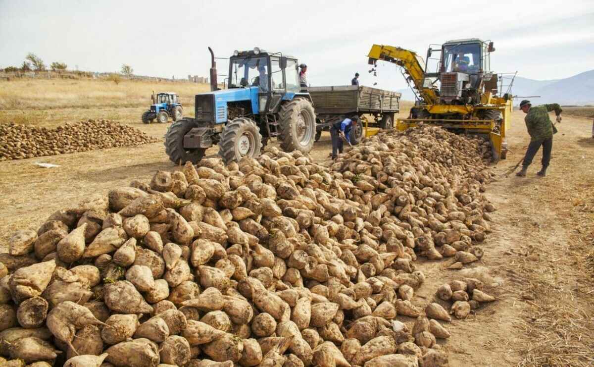 КГК предложил пожаловаться на закупку сельхозпродукции у белорусов. Когда звонить?