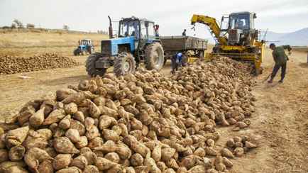 КГК предложил пожаловаться на закупку сельхозпродукции у белорусов. Когда звонить?