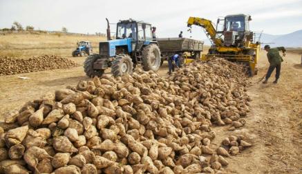 КГК предложил пожаловаться на закупку сельхозпродукции у белорусов. Когда звонить?