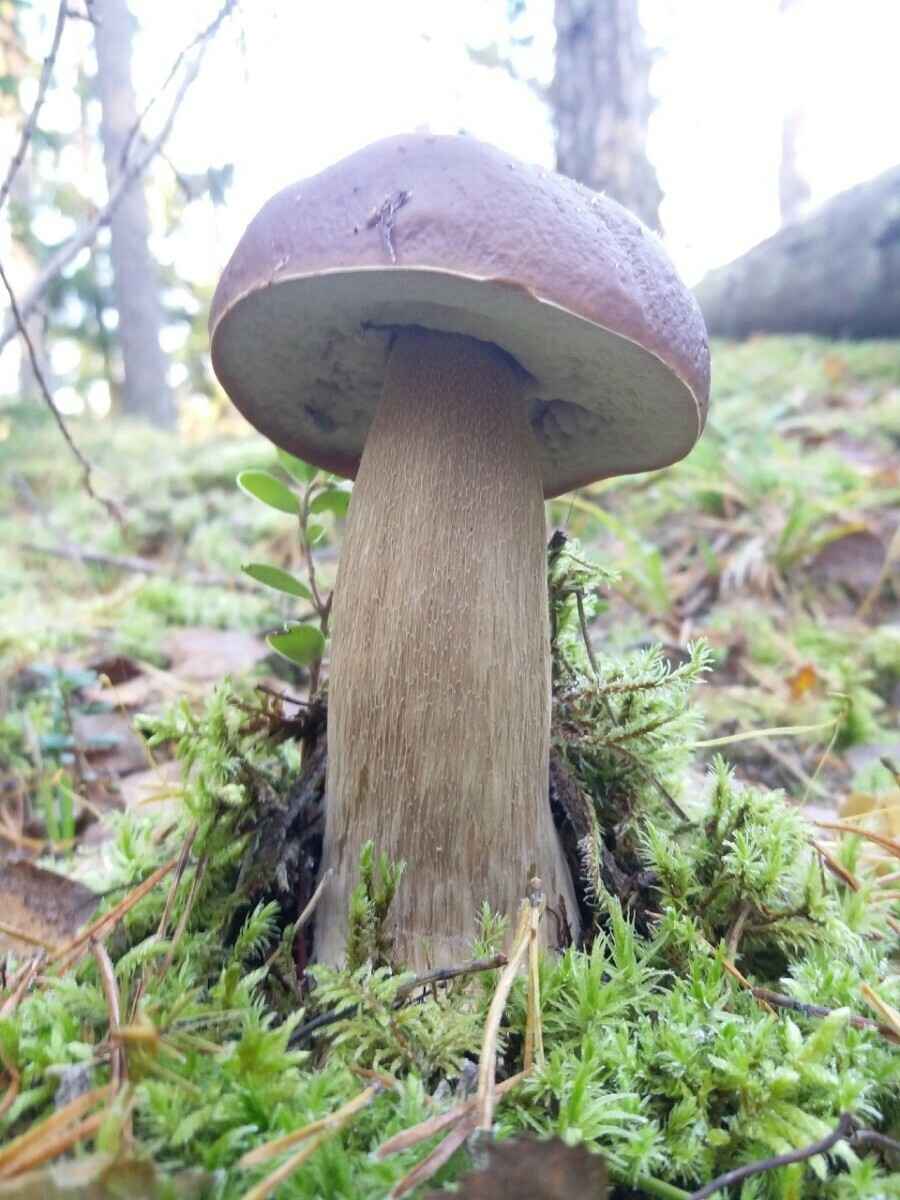 Посмотрите, какая красотень! - Белорусы показали, где после заморозков грибы растут даже под носом