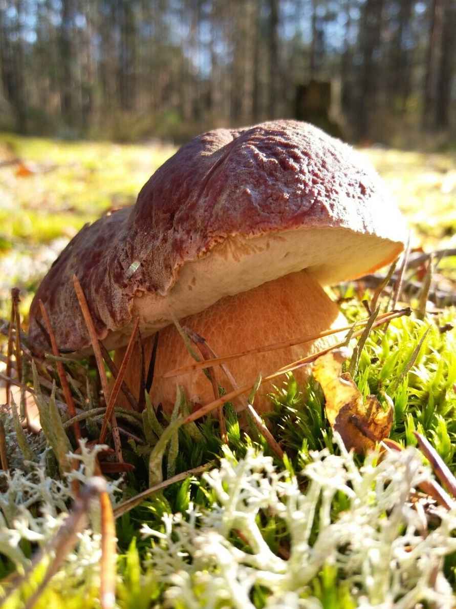 Посмотрите, какая красотень! - Белорусы показали, где после заморозков грибы растут даже под носом