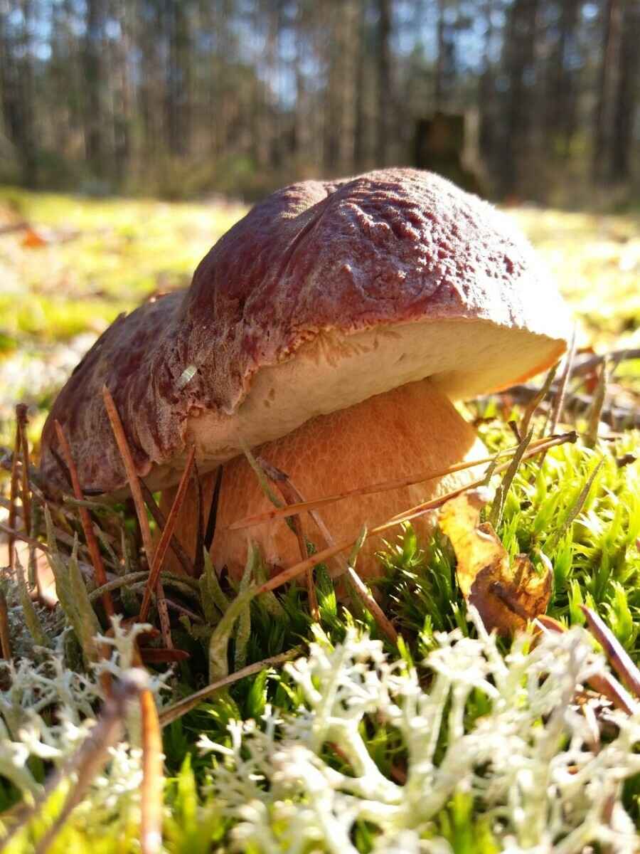 Посмотрите, какая красотень! - Белорусы показали, где после заморозков грибы растут даже под носом