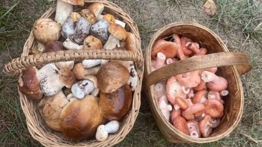 Урожай грибов из Берёзовского района. Фото: паблик "Грибные войска Беларуси"