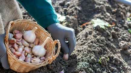 Когда сажать озимый чеснок в октябре 2024 года? Не пропустите эти даты