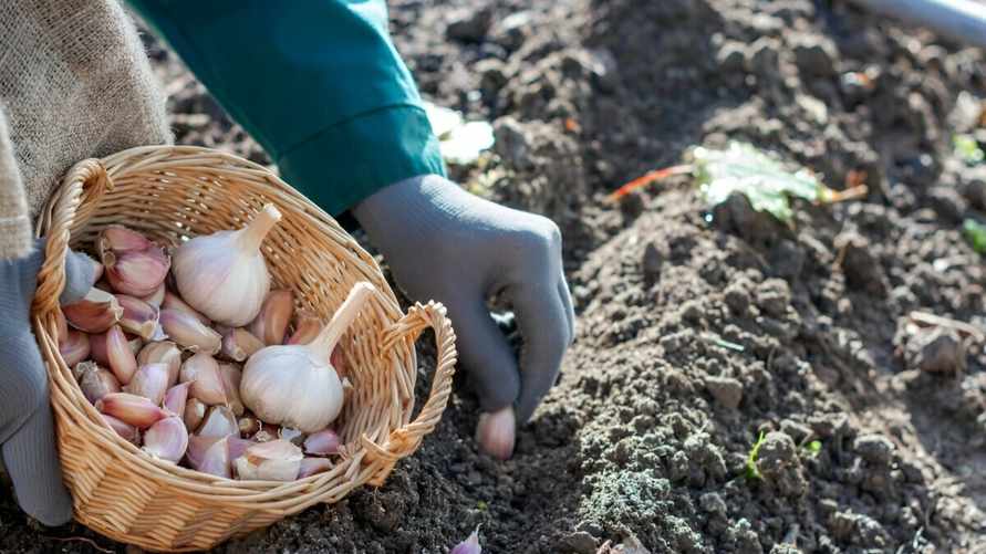 Когда сажать озимый чеснок в октябре 2024 года? Не пропустите эти даты