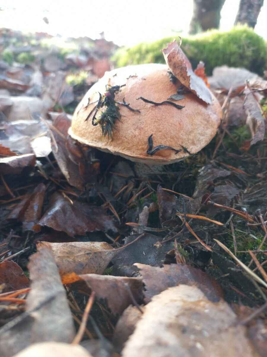 Прогноз оправдался - Белорусы похвастались урожаем грибов, которые собрали после выходных. Где белые начали удивлять?