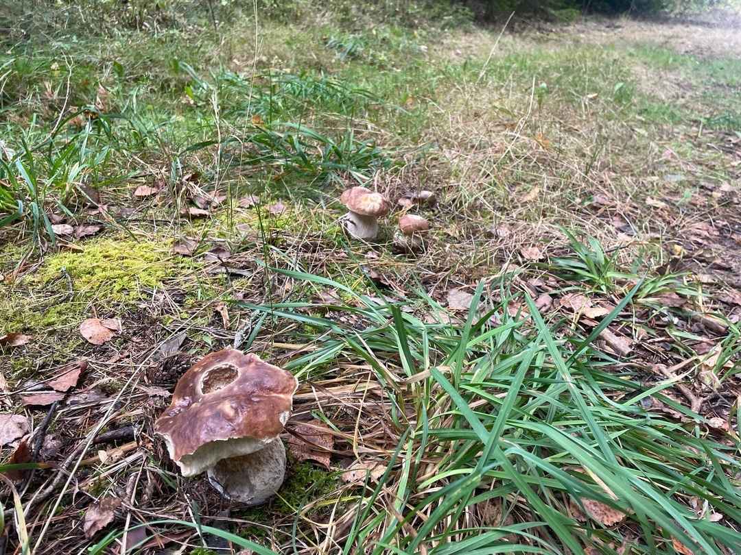 Опята – от 3 рублей, белые – от 25 рублей. Где белорусам закупиться грибами, пока в лесу «затишье»?