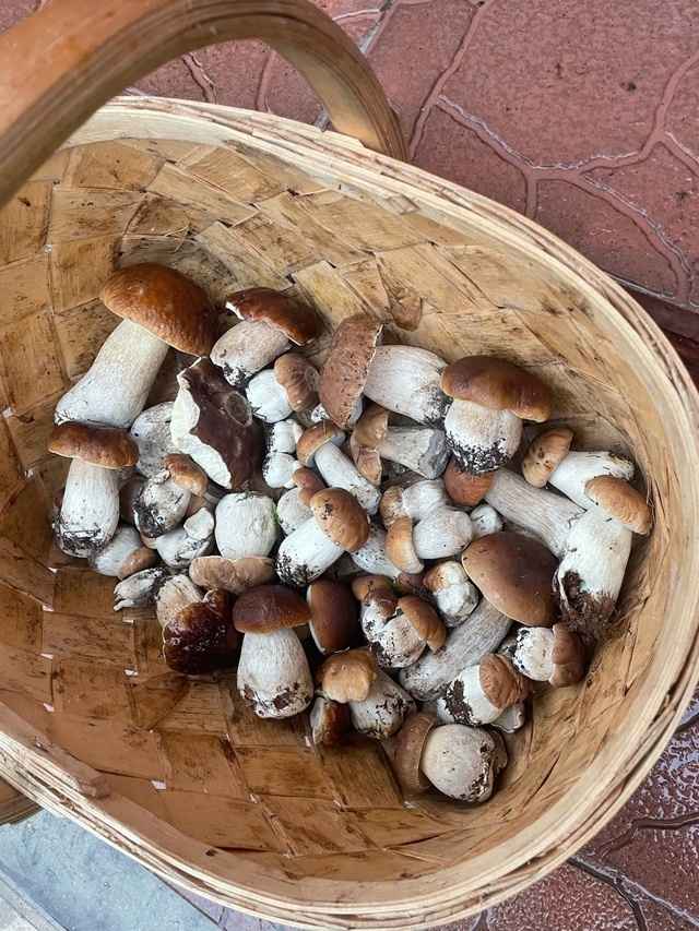 Опята – от 3 рублей, белые – от 25 рублей. Где белорусам закупиться грибами, пока в лесу «затишье»?