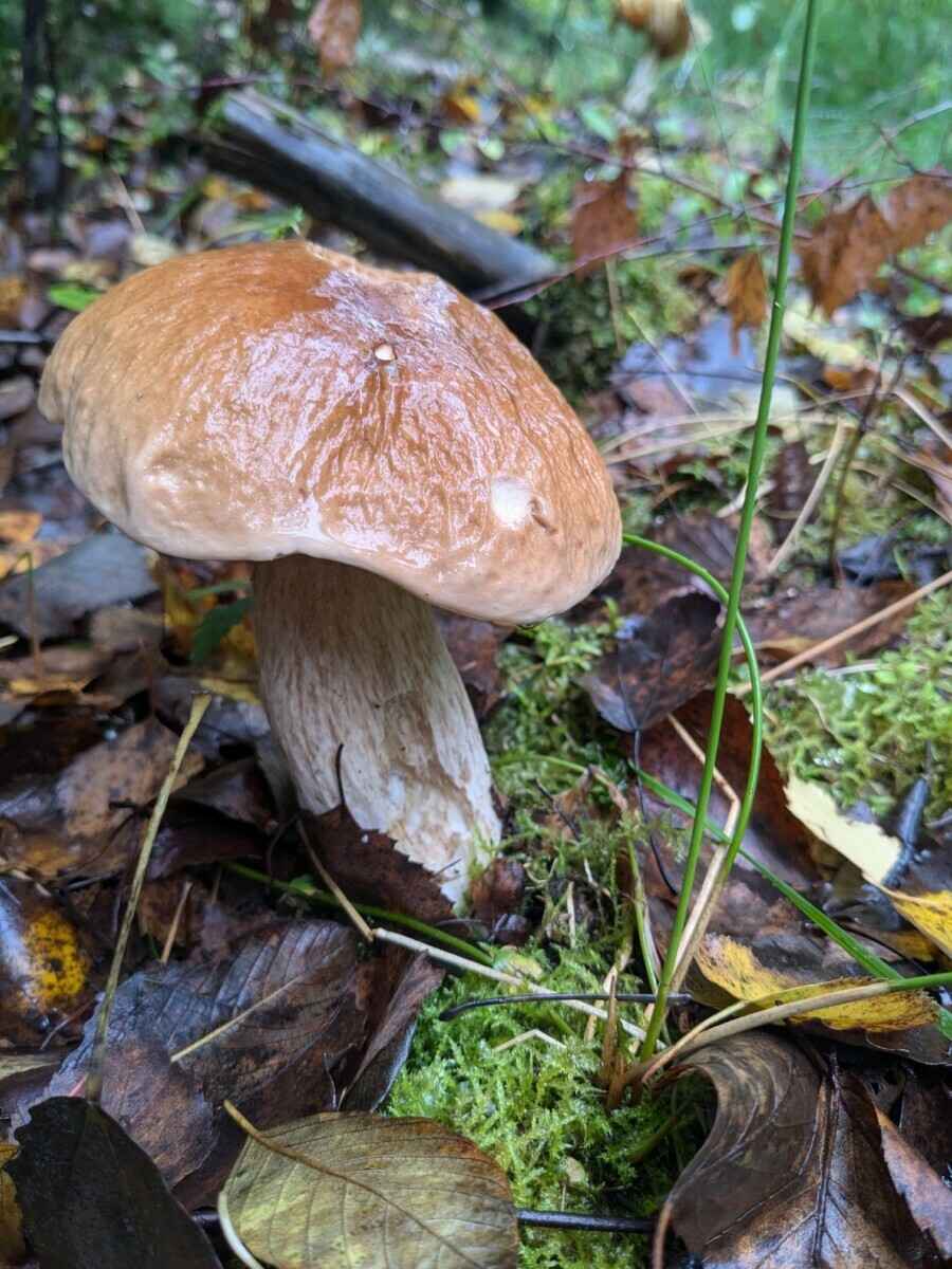 Прогноз оправдался - Белорусы похвастались урожаем грибов, которые собрали после выходных. Где белые начали удивлять?