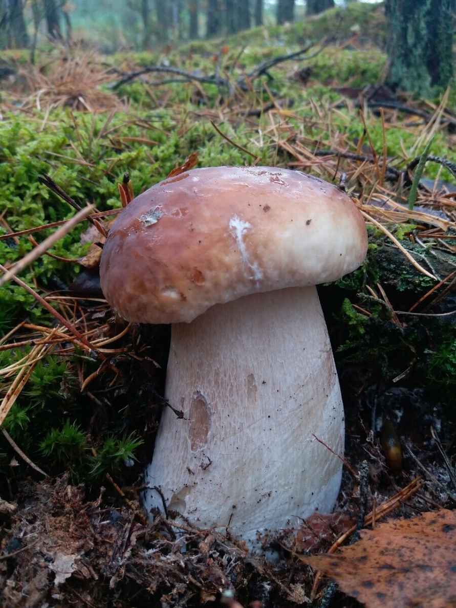 Посмотрите, какая красотень! - Белорусы показали, где после заморозков грибы растут даже под носом