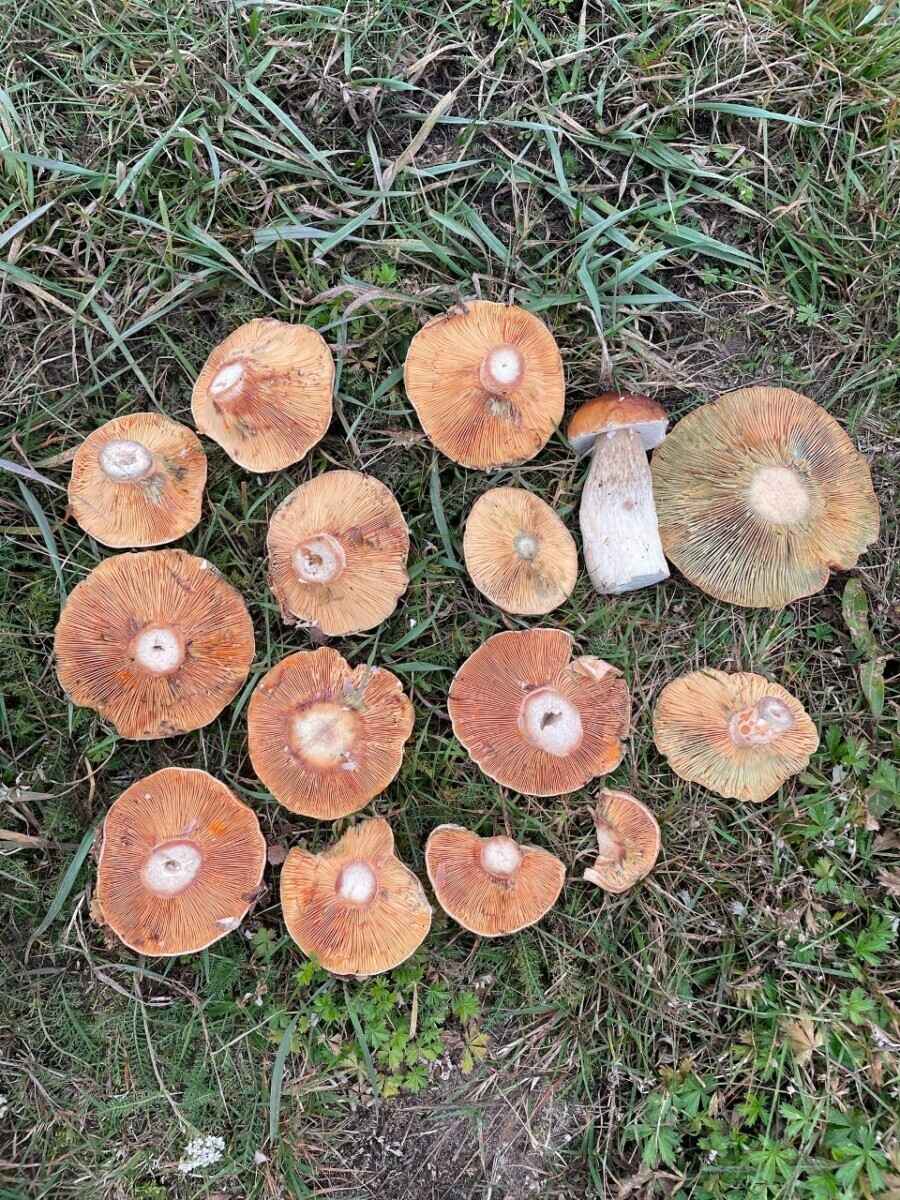 Белорусы похвастались урожаем с грибалки на неделе. Где самые шикарные боровики?