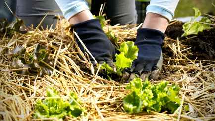 «Элементарных вещей не замечаем под ногами» — Белоруска в показала, как получить бесплатный «фитоспорин». Это работает?