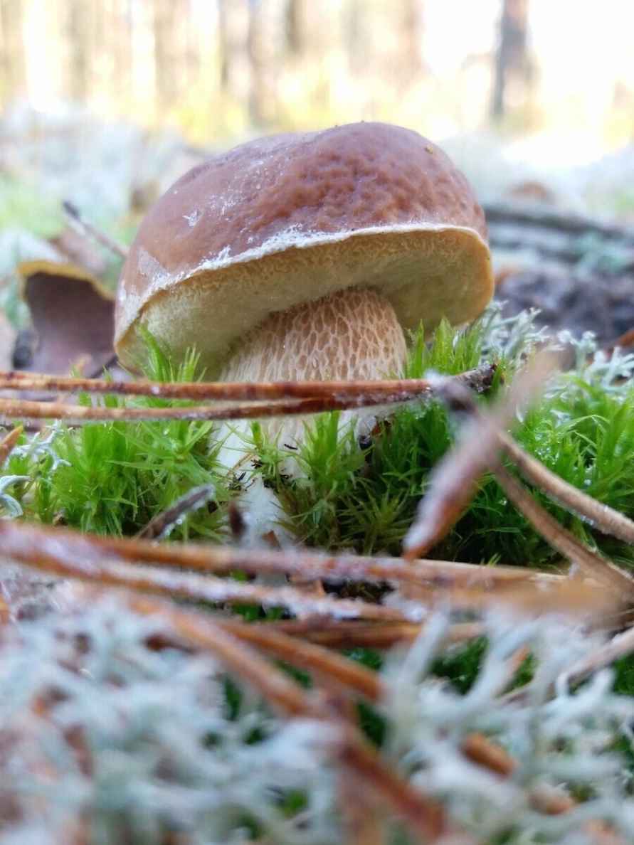 Посмотрите, какая красотень! - Белорусы показали, где после заморозков грибы растут даже под носом