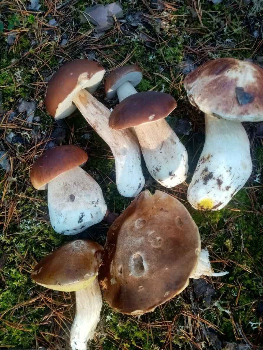 Посмотрите, какая красотень! - Белорусы показали, где после заморозков грибы растут даже под носом