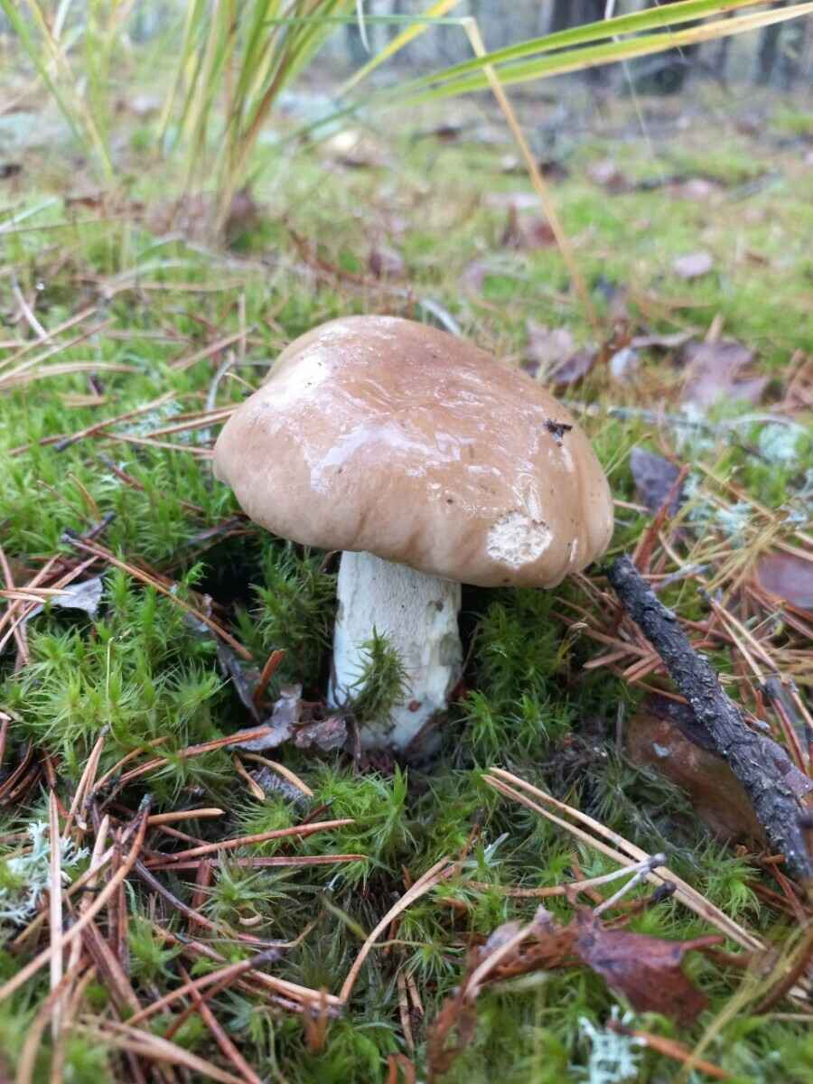 Прогноз оправдался - Белорусы похвастались урожаем грибов, которые собрали после выходных. Где белые начали удивлять?