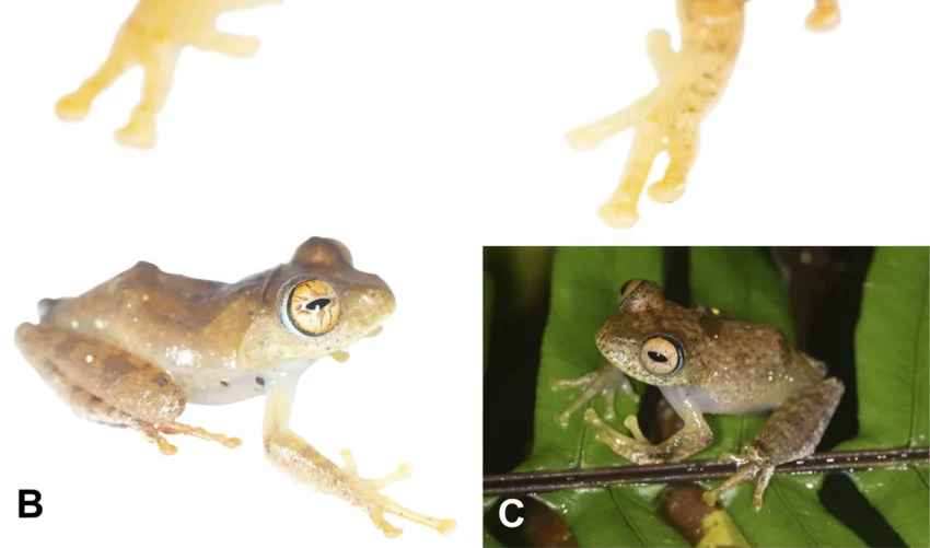 Вид Boophis pikei, названный в честь капитана Пайка