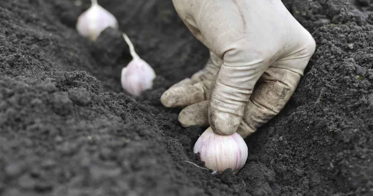 Эти 6 ошибок при посадке чеснока на зиму губят урожай. Какая дата, глубина и расстояние правильные?