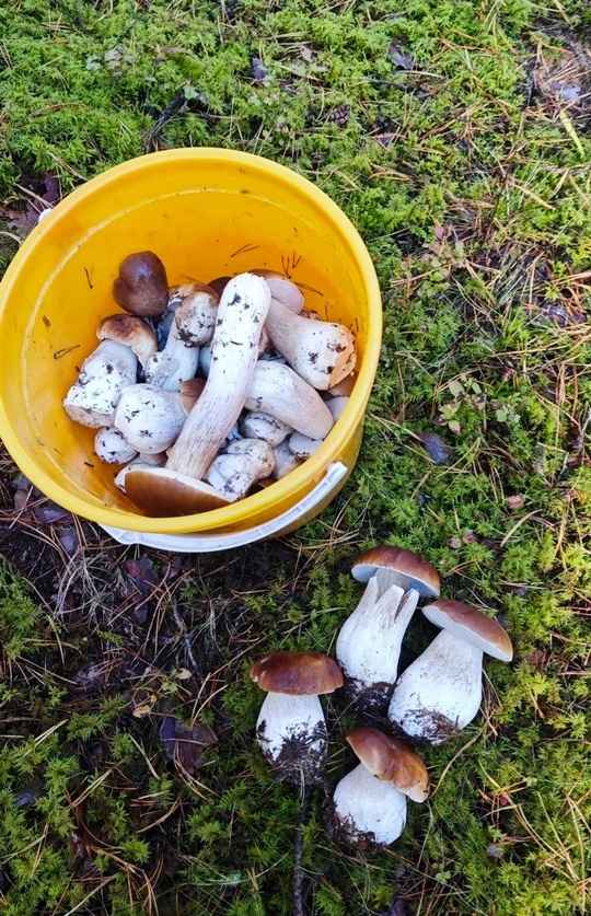 Прогноз оправдался - Белорусы похвастались урожаем грибов, которые собрали после выходных. Где белые начали удивлять?
