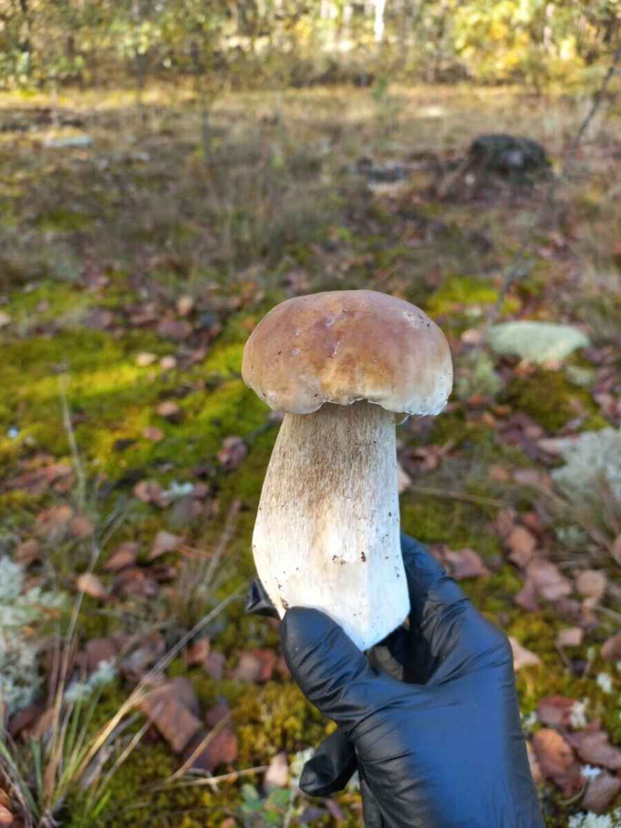 Прогноз оправдался - Белорусы похвастались урожаем грибов, которые собрали после выходных. Где белые начали удивлять?