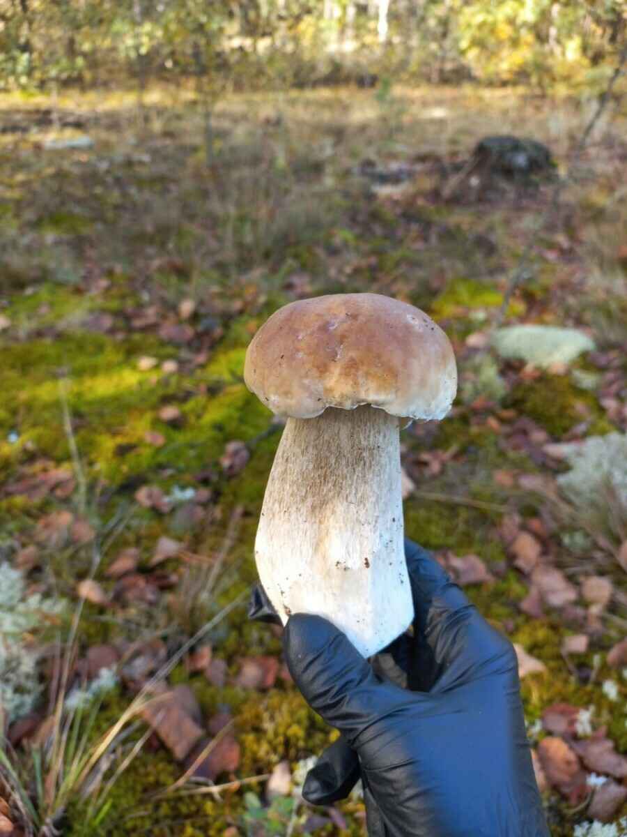 Прогноз оправдался - Белорусы похвастались урожаем грибов, которые собрали после выходных. Где белые начали удивлять?