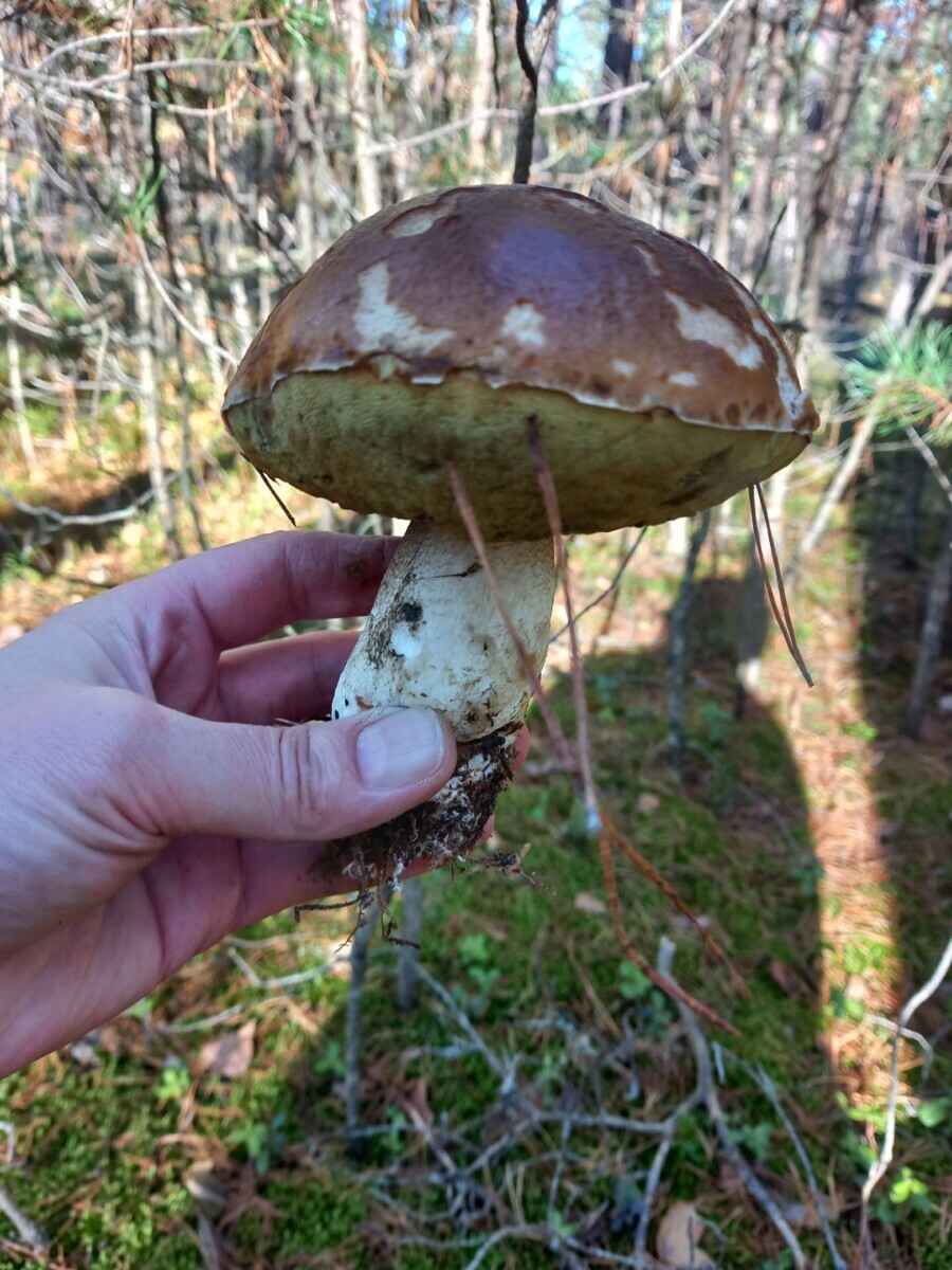 Лес особый?! Только для вас?! — Белоруска показала, где нашла три ведра опят в конце октября