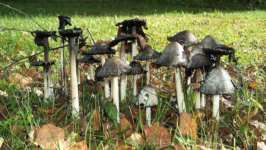 Белые навозники в состоянии автолиза