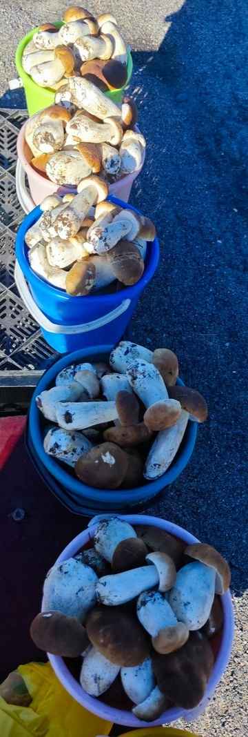 Прогноз оправдался - Белорусы похвастались урожаем грибов, которые собрали после выходных. Где белые начали удивлять?