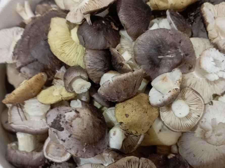 Лес особый?! Только для вас?! — Белоруска показала, где нашла три ведра опят в конце октября