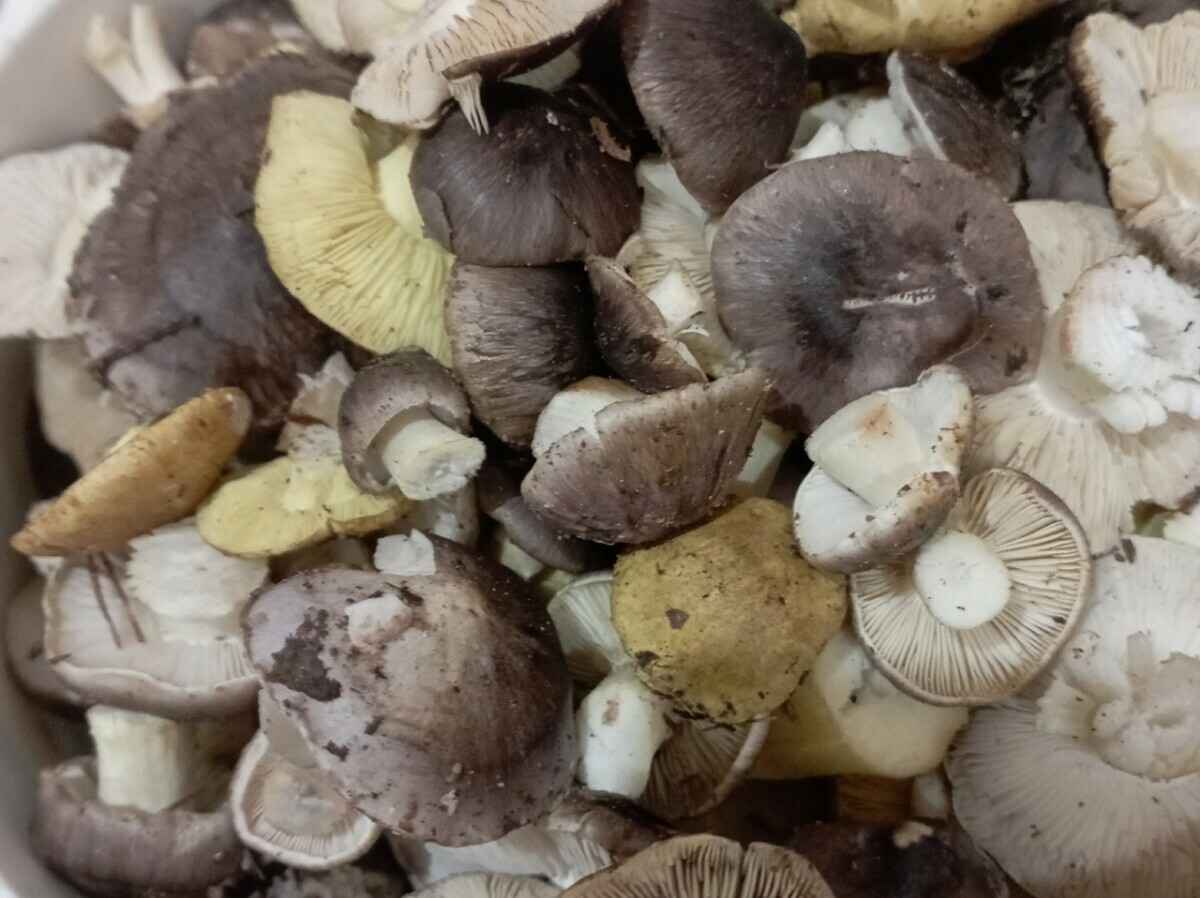 Лес особый?! Только для вас?! — Белоруска показала, где нашла три ведра опят в конце октября