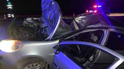 Лось убил водителя под Оршей