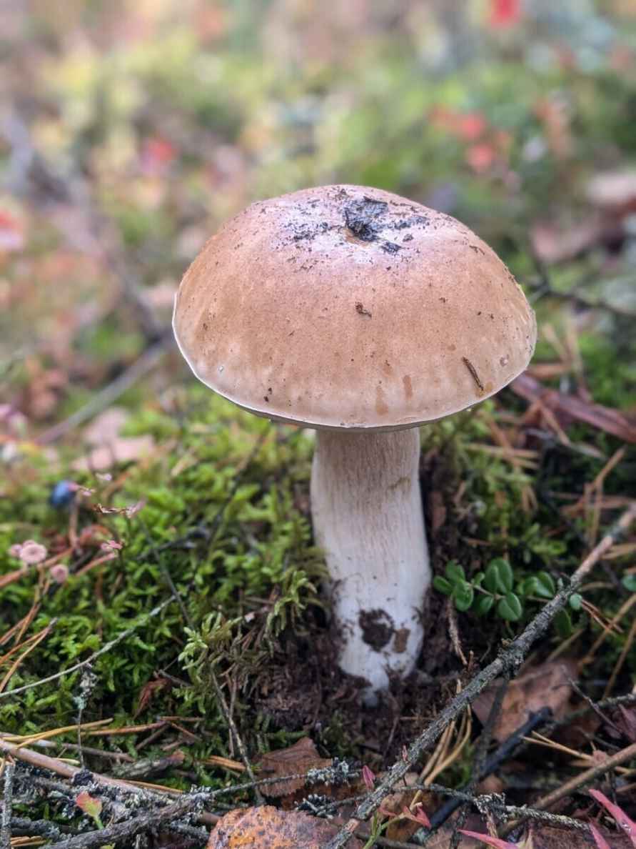 Прогноз оправдался - Белорусы похвастались урожаем грибов, которые собрали после выходных. Где белые начали удивлять?