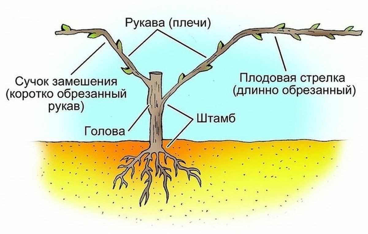 Как правильно обрезать виноград в ноябре? Избегайте этих 7 ошибок — и ждите богатого урожая в следующем году