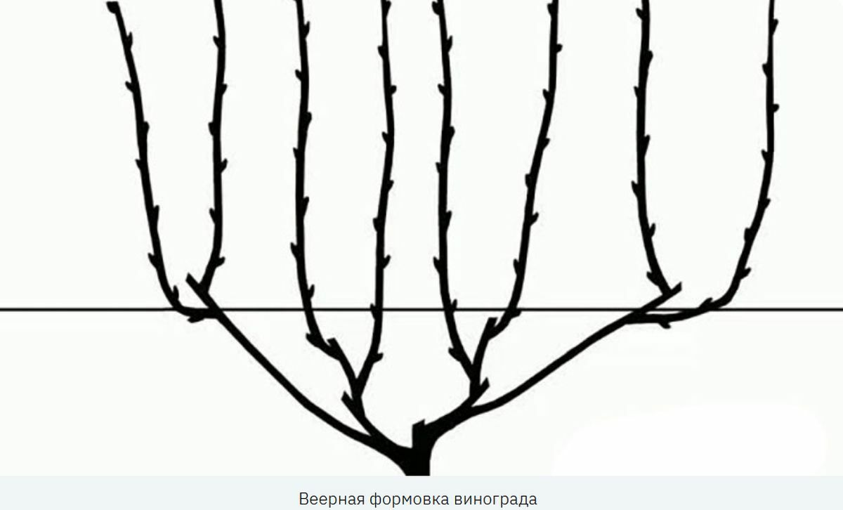 Как правильно обрезать виноград в ноябре? Избегайте этих 7 ошибок — и ждите богатого урожая в следующем году