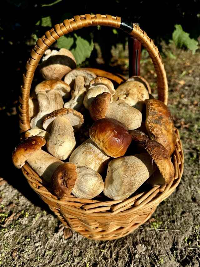 Посмотрите, какая красотень! - Белорусы показали, где после заморозков грибы растут даже под носом