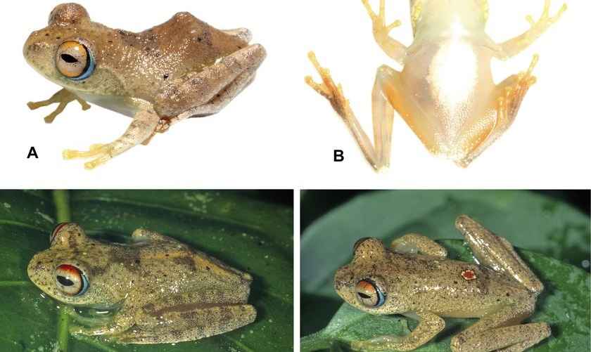 Вид Boophis picardi, названный в честь капитана Пикара