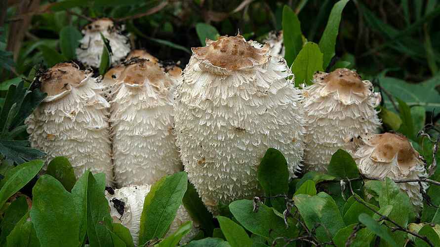 Белый навозник