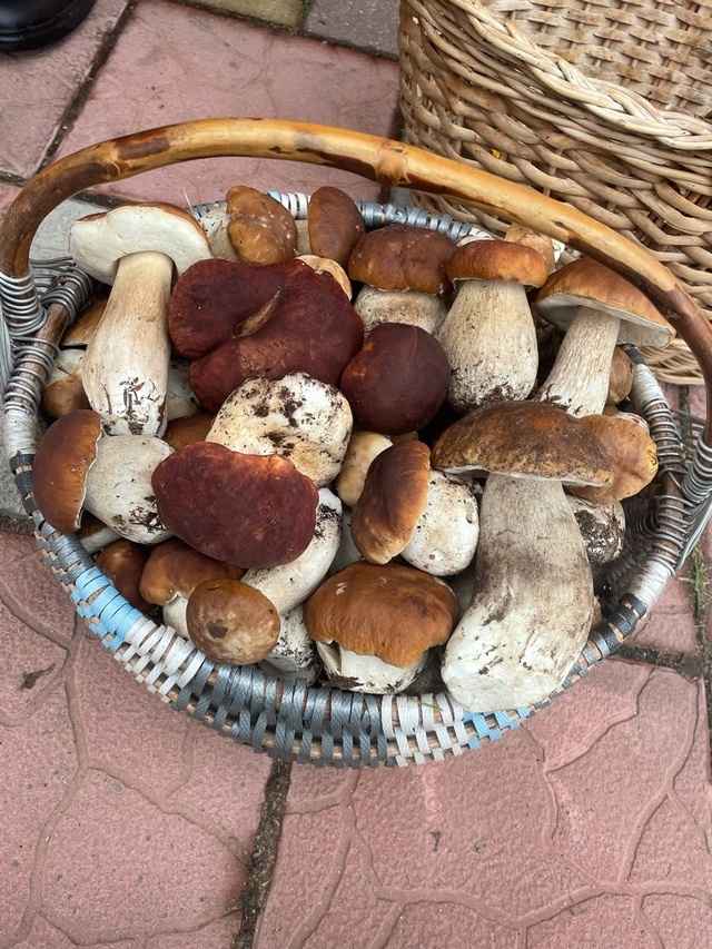 Опята – от 3 рублей, белые – от 25 рублей. Где белорусам закупиться грибами, пока в лесу «затишье»?