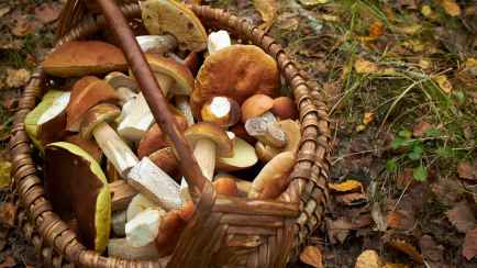 Почему грибы темнеют при готовке? Добавьте один из этих 3 продуктов, чтобы сохранить аппетитный цвет