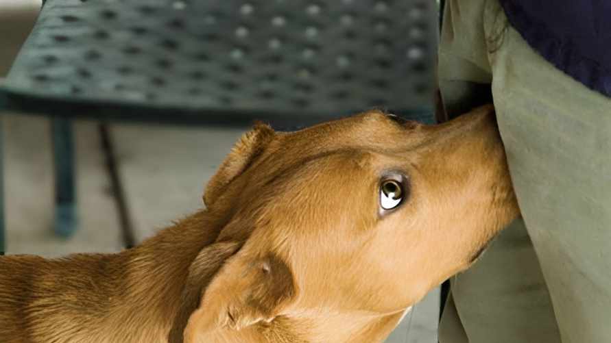 Почему собаки нюхают между ног у людей? Эксперты назвали вескую причину