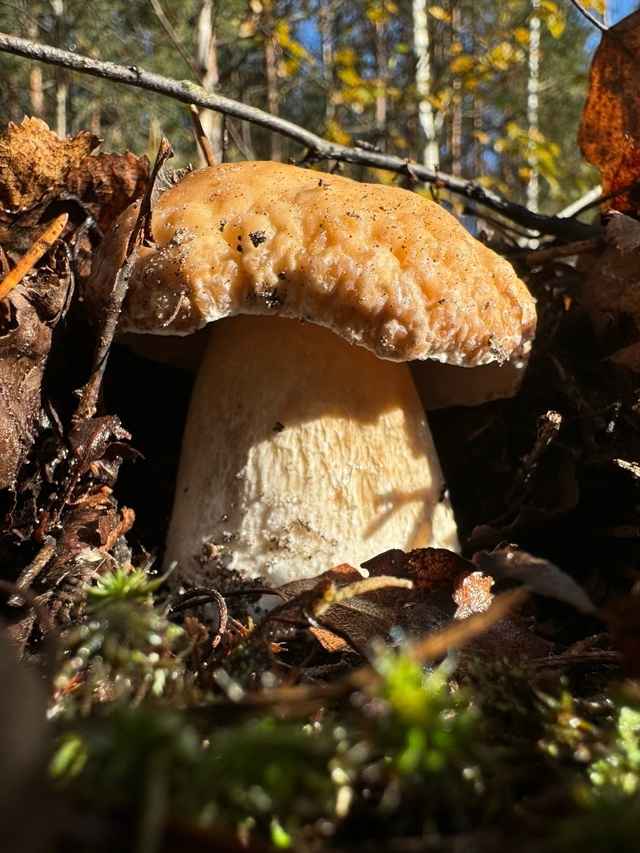Посмотрите, какая красотень! - Белорусы показали, где после заморозков грибы растут даже под носом