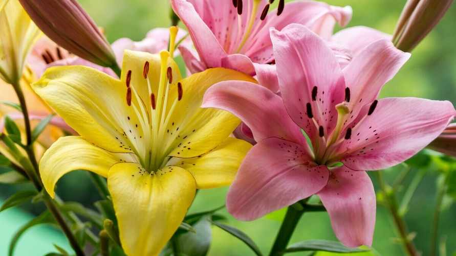 Сделайте с лилиями эти 3 процедуры в октябре — и они будут цвести много лет. Чем укрыть их на зиму?