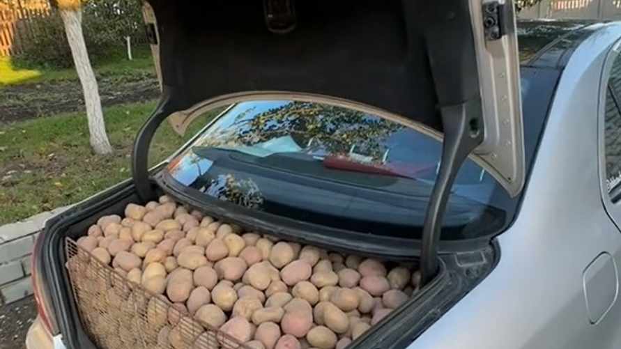 «Хоть кто-то машину по назначению использует» - Видео белоруса, который «немножко затарился» овощами, собрало 1,9 млн просмотров