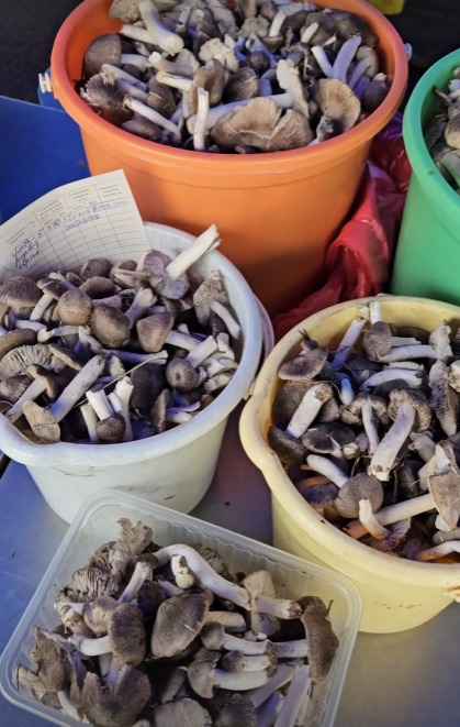 Лес особый?! Только для вас?! — Белоруска показала, где нашла три ведра опят в конце октября