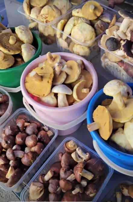 Лес особый?! Только для вас?! — Белоруска показала, где нашла три ведра опят в конце октября