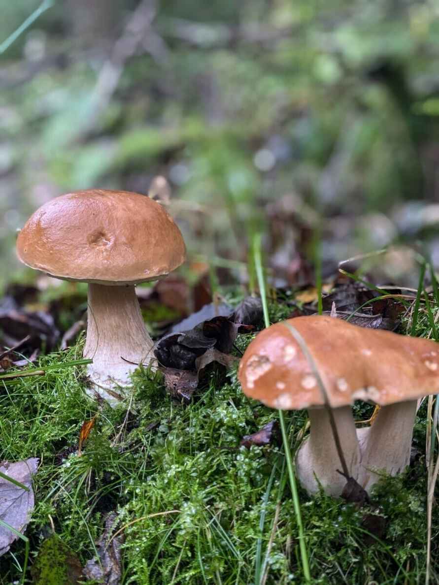 Прогноз оправдался - Белорусы похвастались урожаем грибов, которые собрали после выходных. Где белые начали удивлять?