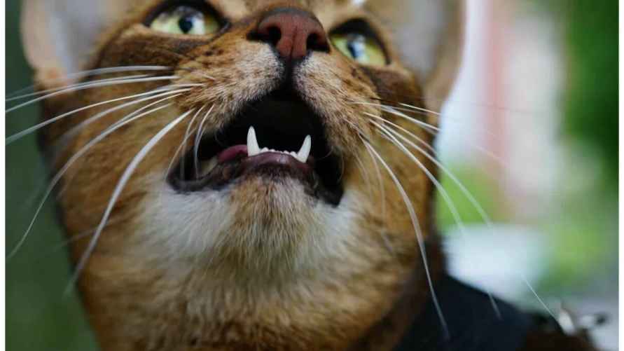 Фото иллюстрационное