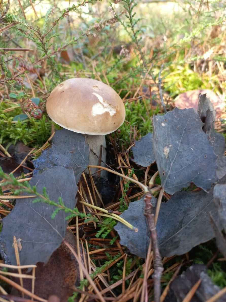 Прогноз оправдался - Белорусы похвастались урожаем грибов, которые собрали после выходных. Где белые начали удивлять?